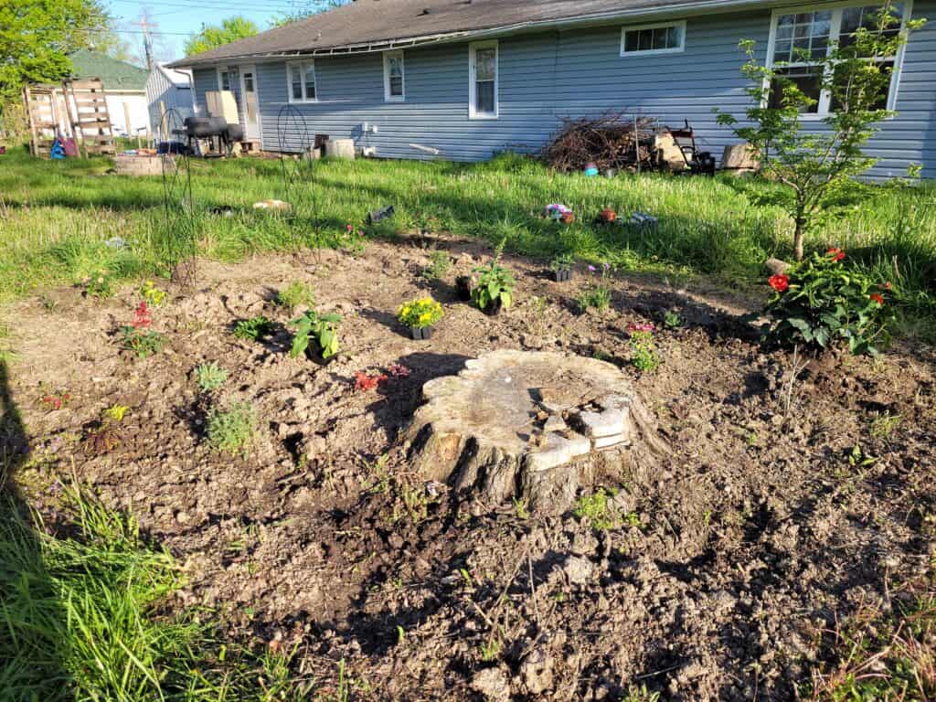 view of a start to a flower garden surrounding a tree stump
