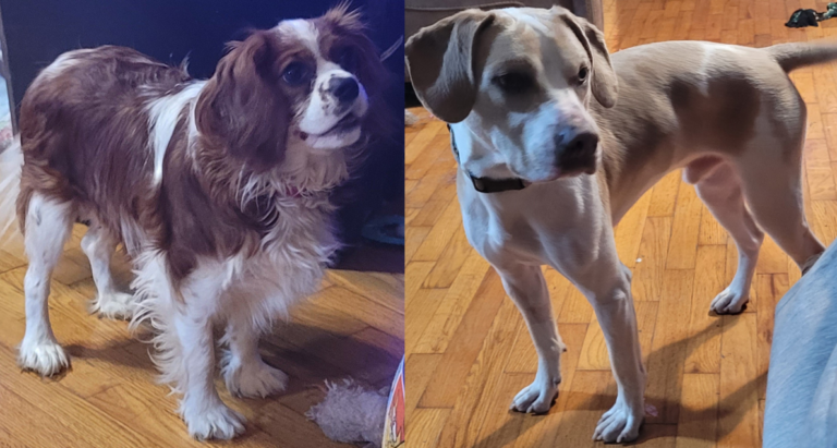 On left, King Charles Cavalier male dog, Mostly brown in color but has a white spot on his back, a white stripe down his nose and his belly and legs are mostly white, on right, White mixed breed male dog with light blond markings
