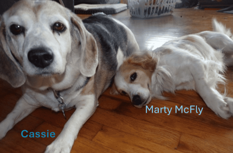 Our Dogs