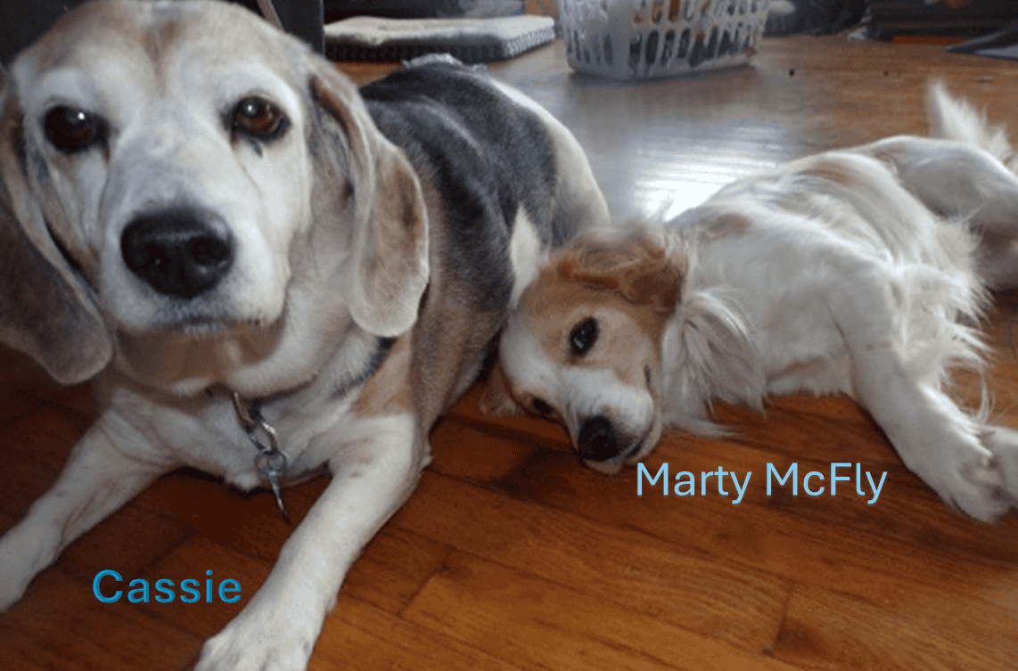 an old miniature beagle with white face brown ears and a brown, white and black coat laying next to a young white and tan King Charles cavalier dog