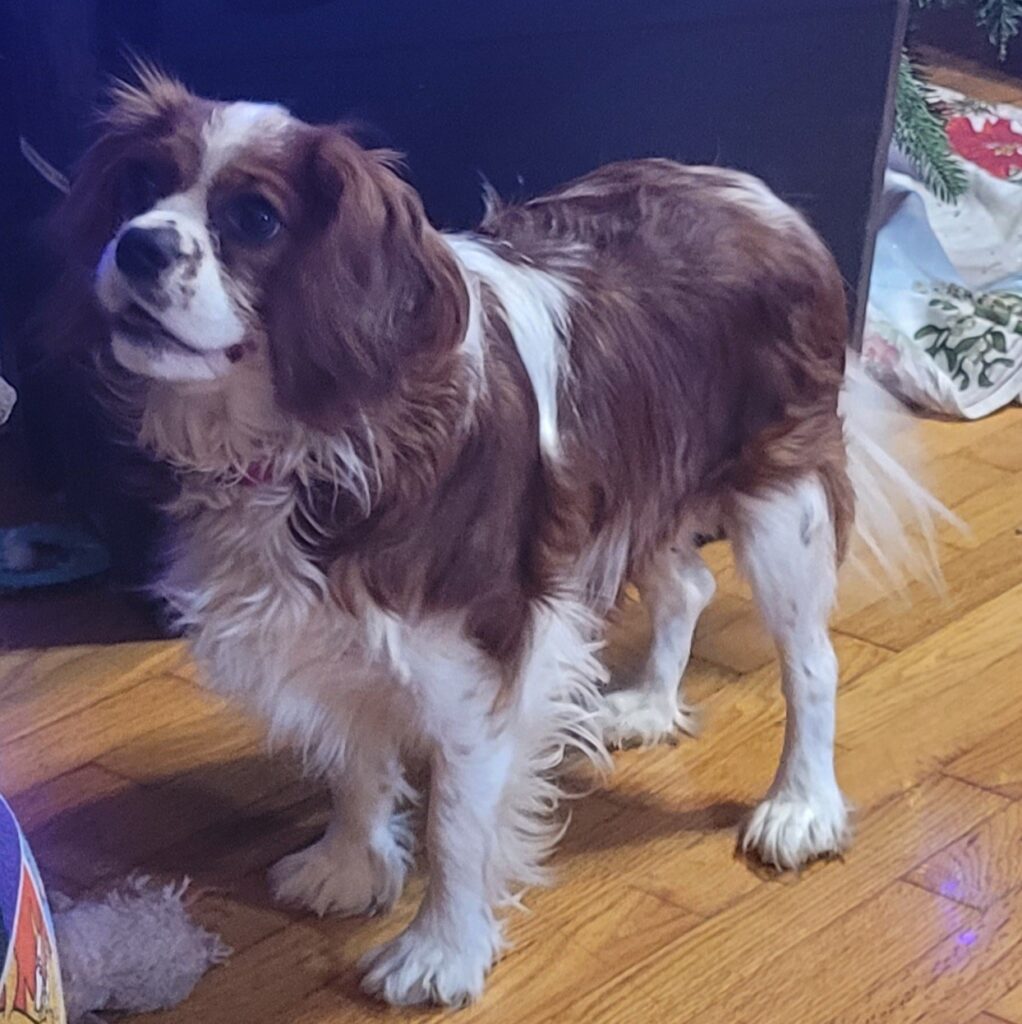 King Charles Cavalier dog, Mostly brown in color but has a white spot on his back, a white stripe down his nose and his belly and legs are mostly white