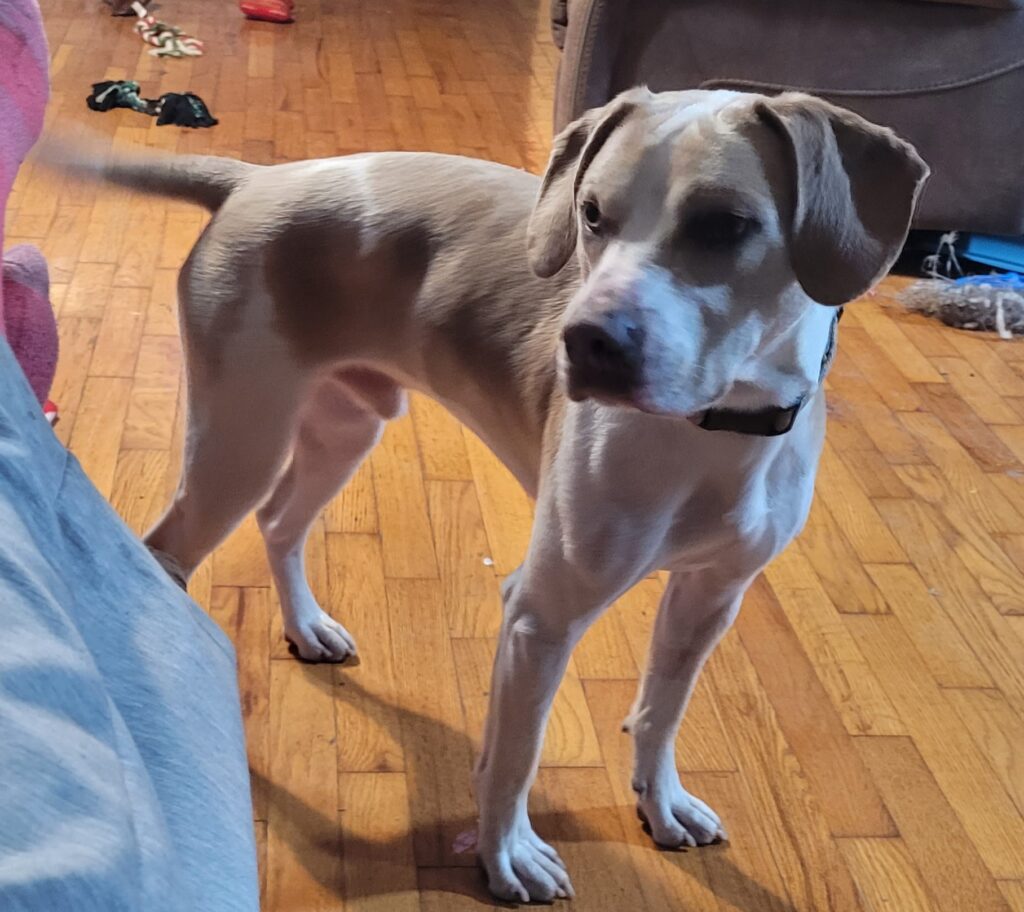 White mixed breed dog wit light blond markings