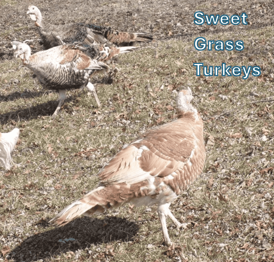 three sweet grass turkeys, light brown and white color free ranging
