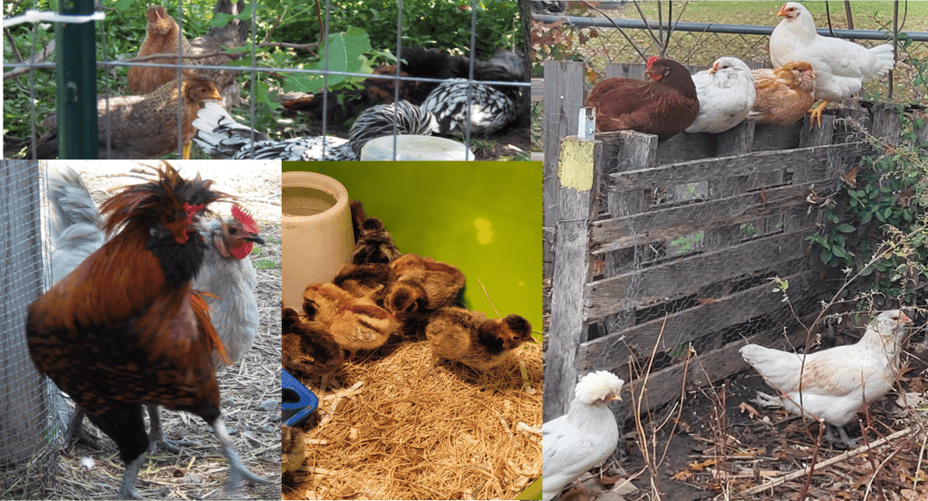 a collage of chickens, small olive eggers that have orange and brown feathers, some silver laced Polish hens, a Rhode Island red perched on a fence next to a white Easter egger, an orange Easter egger and a Rhode Island white, a gold laced Polish rooster and lavender Orpington and picture of 12 chicks