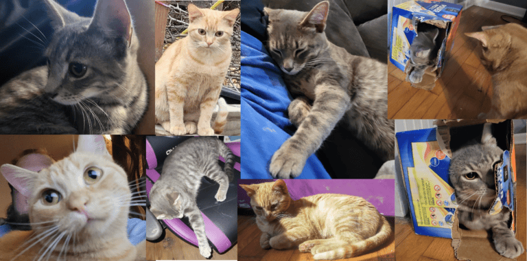 Our Cats