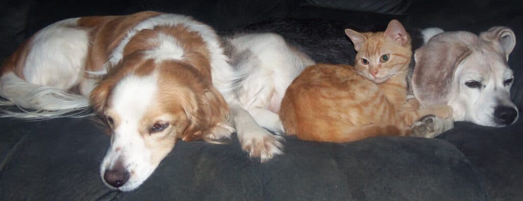 a white and tan King Charles cavalier named Marty, an orange cat named Squash, and a miniature beagle name Cassie all laying together on a couch