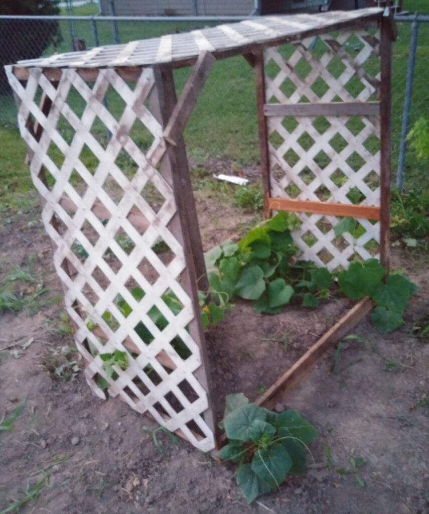 a trellis made of lattice and a wood frame with cucumbers growing on it