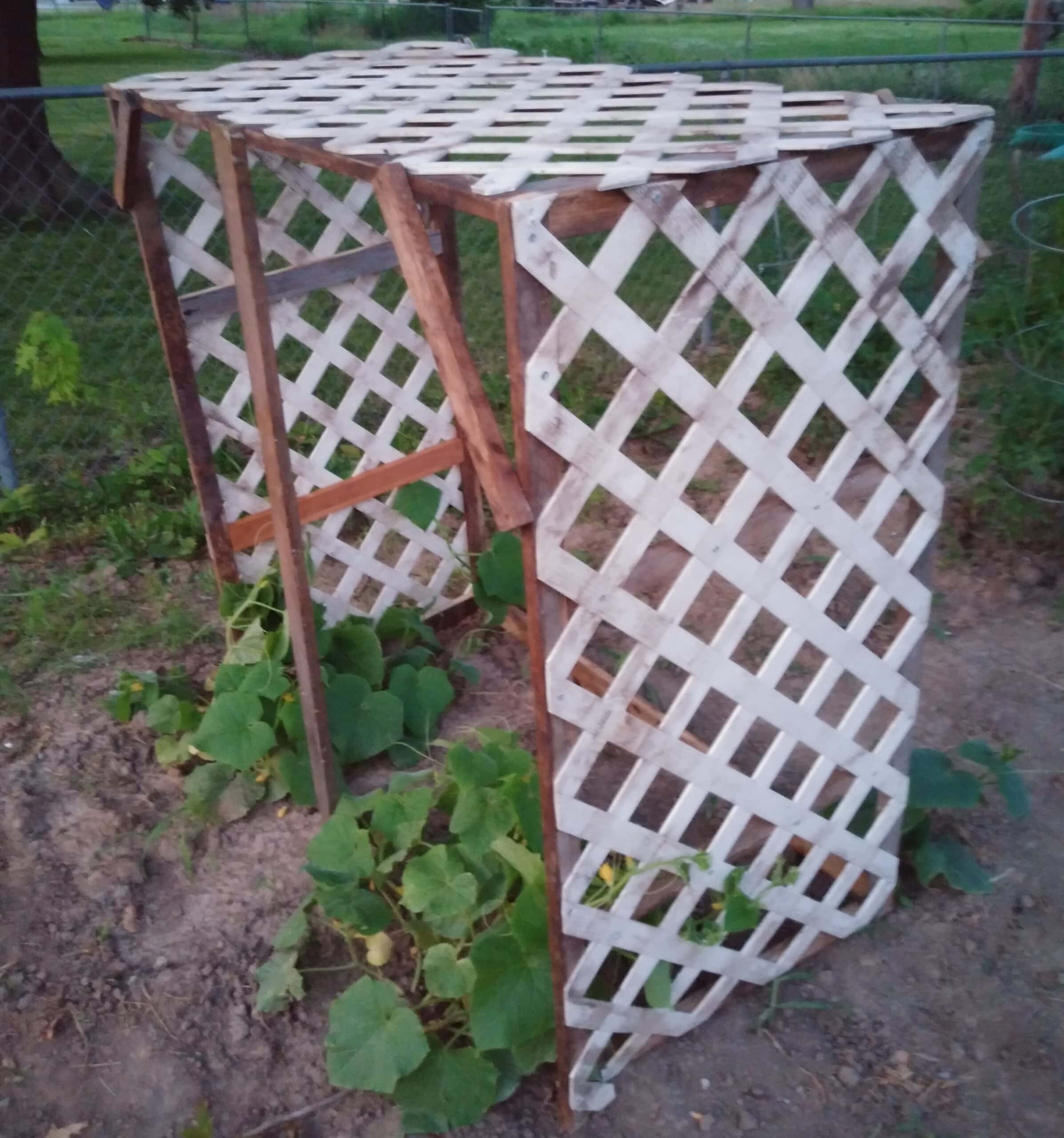 a trellis made of lattice and a wood frame with cucumbers growing on it