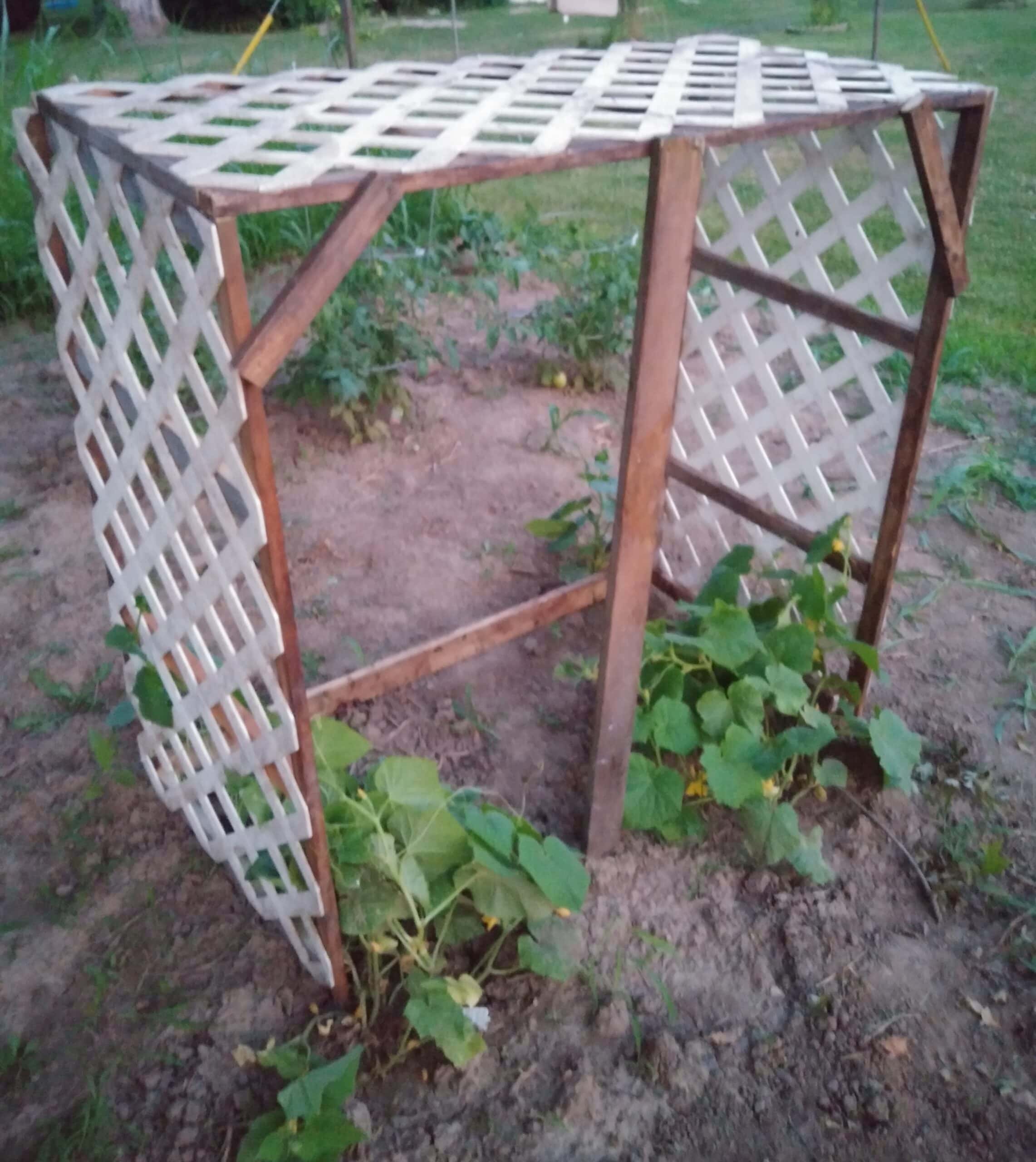 a homemade trellis of wood and lattice board, cucumber vines are growing at the bottom