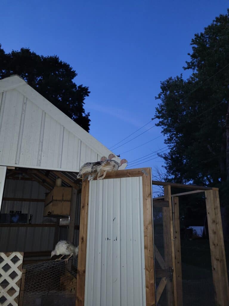 turkey poults roosting on door to chicken coop as the sun is setting
