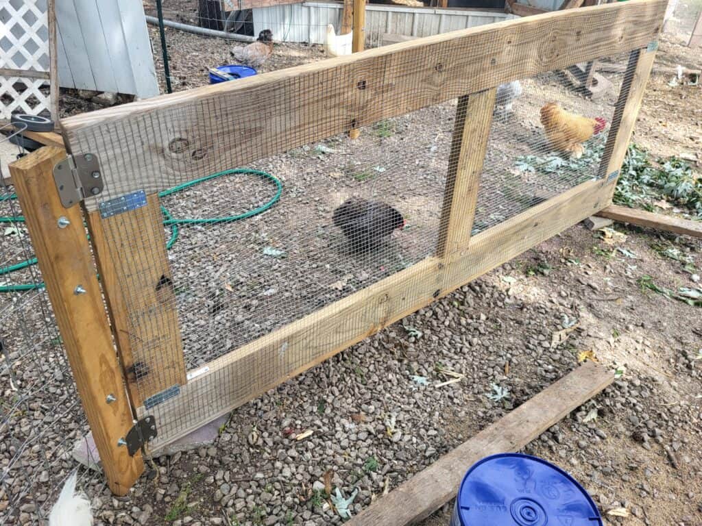 chickens and guineas by a gate made of 2x4s and 2x6s, with hardware cloth covering the openings