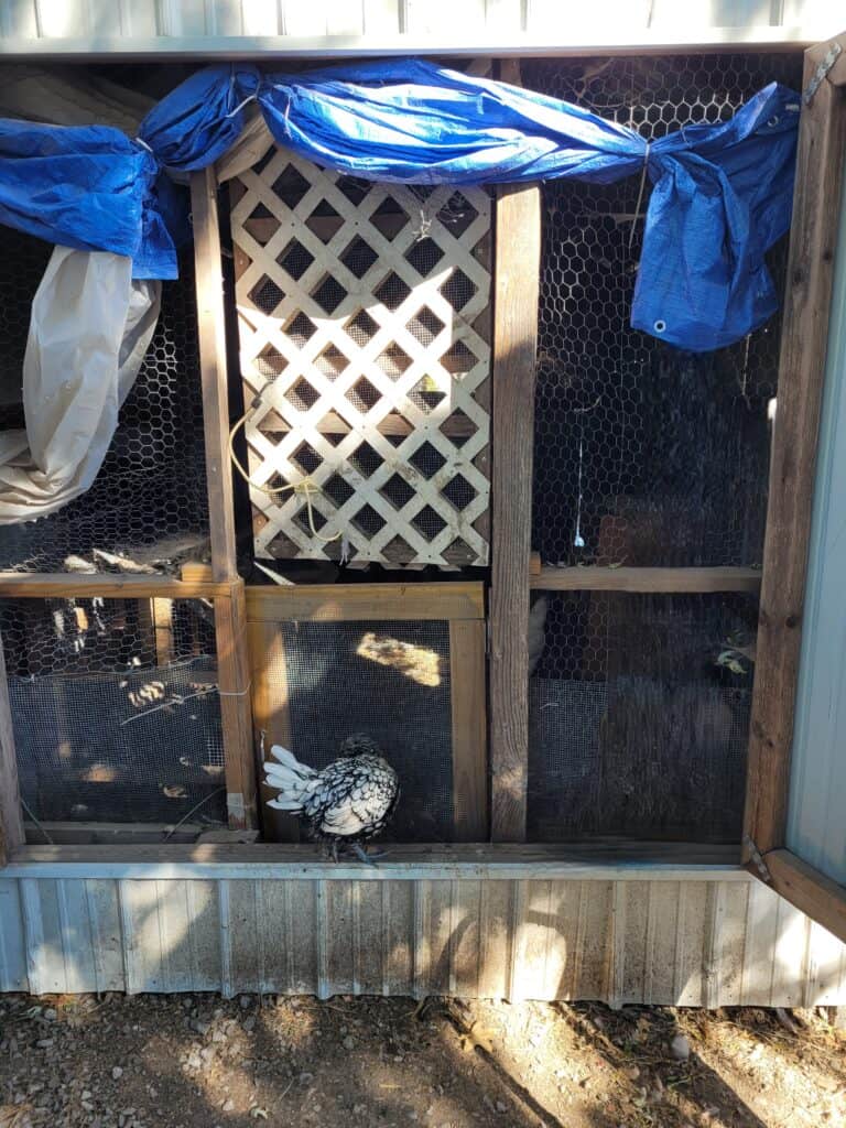 front of a chicken coop with diy doors, one made from wood boards and lattice the other made from 2x4s, also a diy frame to mount the door to