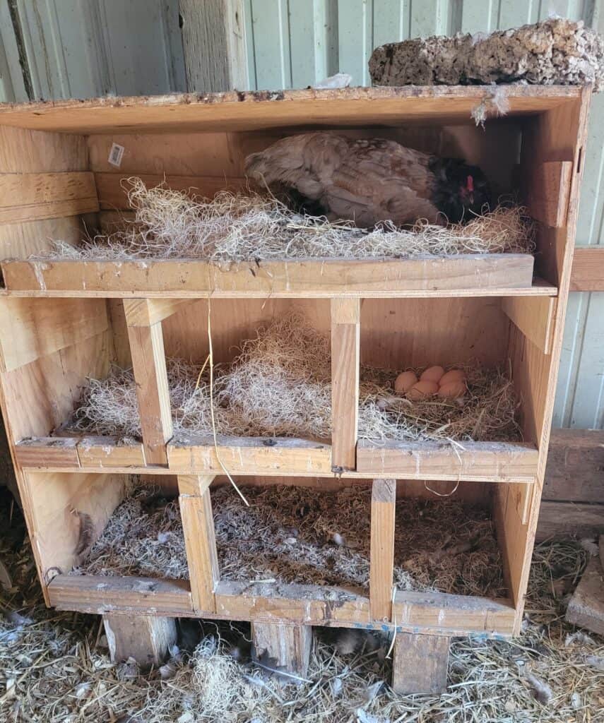 square nesting box with three sections, a hen nesting in the top right box, eggs nestled in the middle right box, made from plywood and small boards