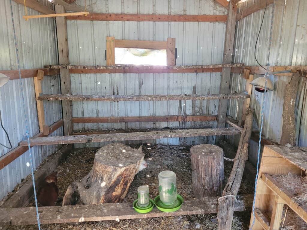 inside the coop view of cut window in the back and several roosts made from 2x6 boards mounted horizontally