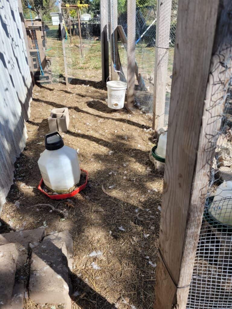 inside chicken run after completed, simple wood frame and screen door, chicken wire and hardware cloth wrapped around it to prevent predators from entering, waterers and feeders in various spots