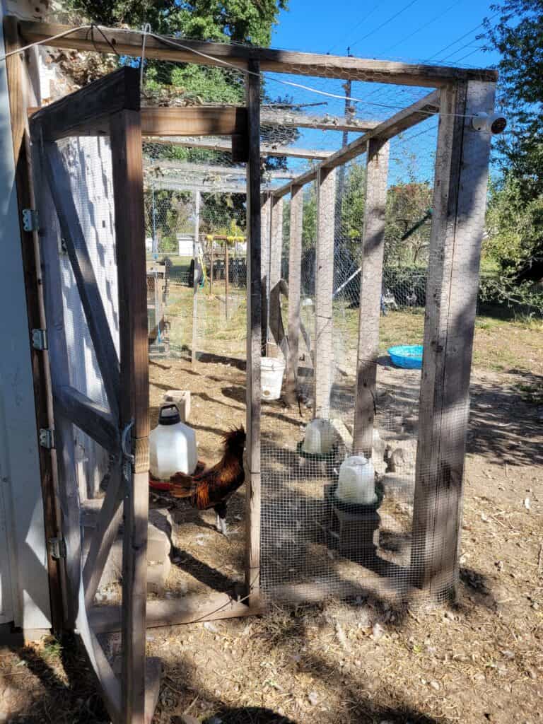 chicken run after completed, simple wood frame and screen door, chicken wire and hardware cloth wrapped around it to prevent predators from entering