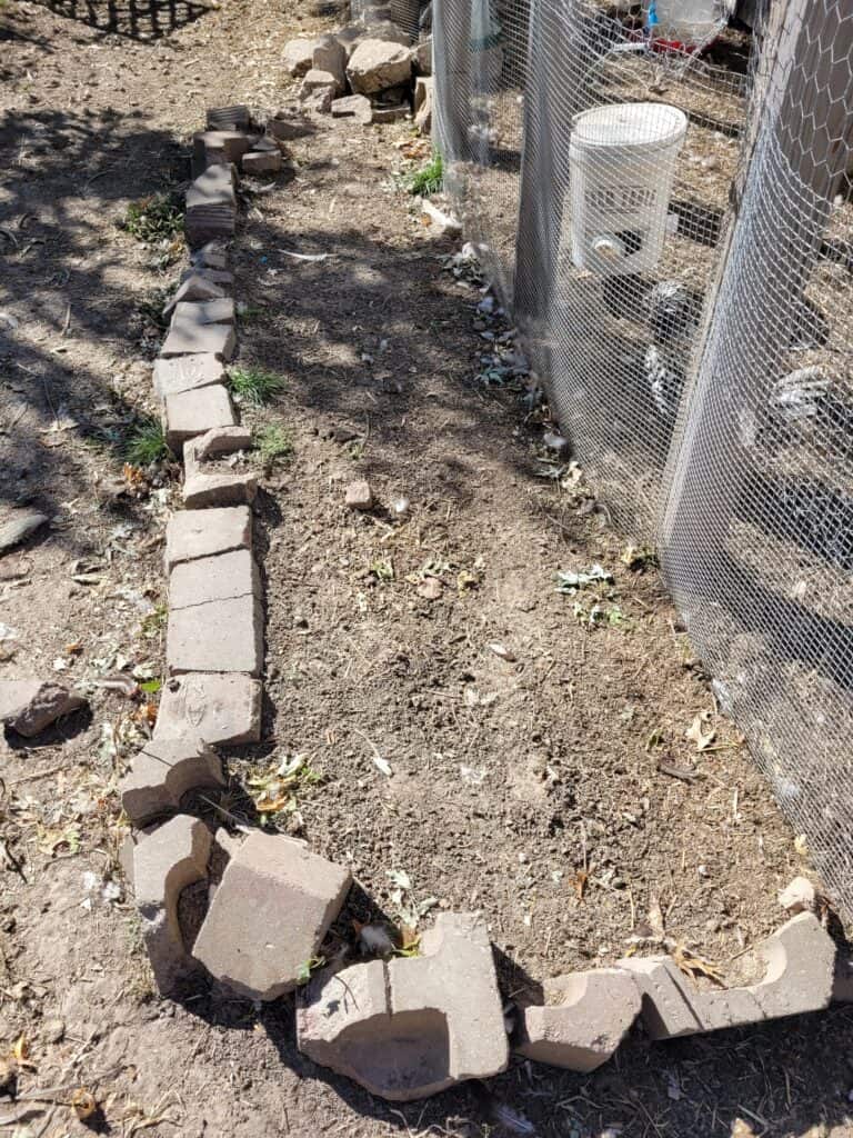 chicken dusting area, simple brick border and filled with dirt next to chicken run