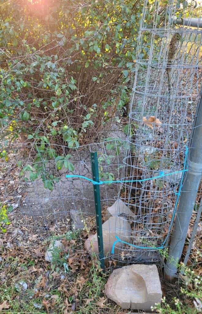 corner of the welded wire fence next to a corner of a chain link fence with extra fencing to block a hole in the fence
