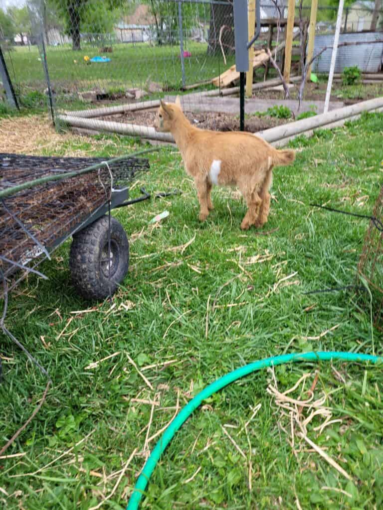 red doe kid with a white patch of fur on her head in a back yard, she has green tattoo ink in her ear and a little on her cheek