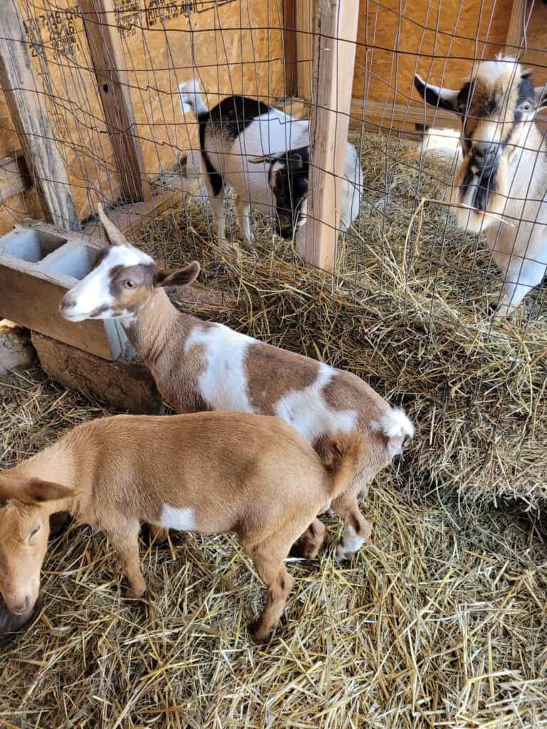 two goat does in a pen with a buck and a wether in a separate pen