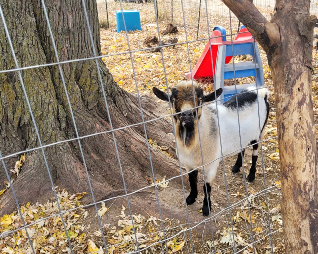 tan and white goat behind a fence