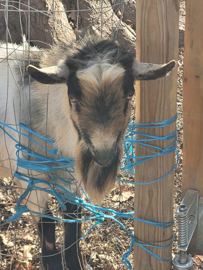 a brown and white goat with his head stuck in a hole he made in the fence. Our buck Jingle Bells showing us what he thought about our temporary fix on the fence