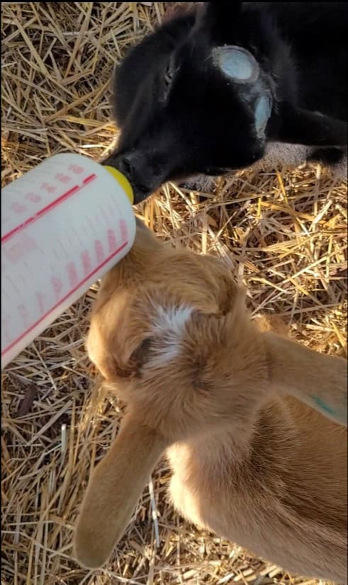 black doe kid bottle feeding while red doe kid tries to get the bottle