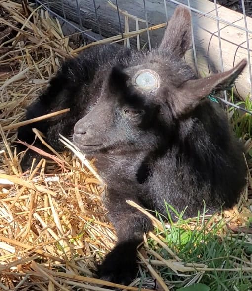 small black goat kid laying in the sun