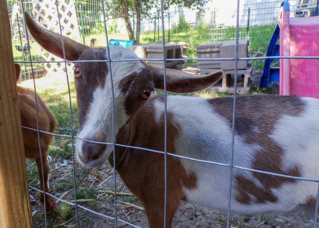 brown and white goat doe behind a fence