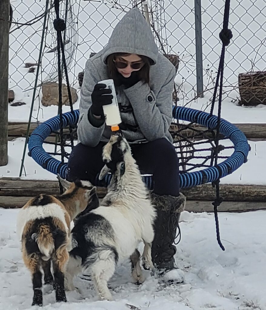 Girl sitting on a swing while bottle feeding a young goat kid with another goat standing next to them