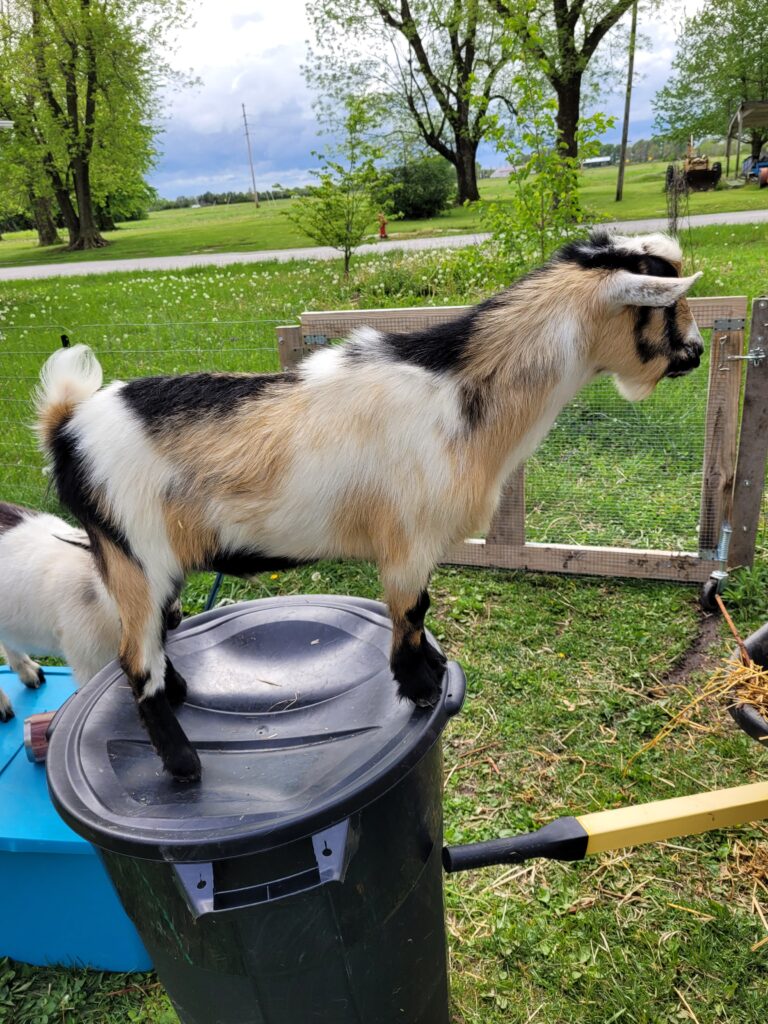 goat with tan, white and black patches standing on top of a black plastic trash can