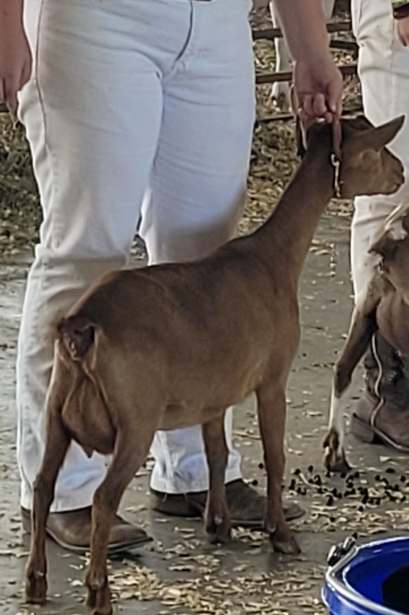 red goat being led by a girl dressed in white shirt and pants during a goat show