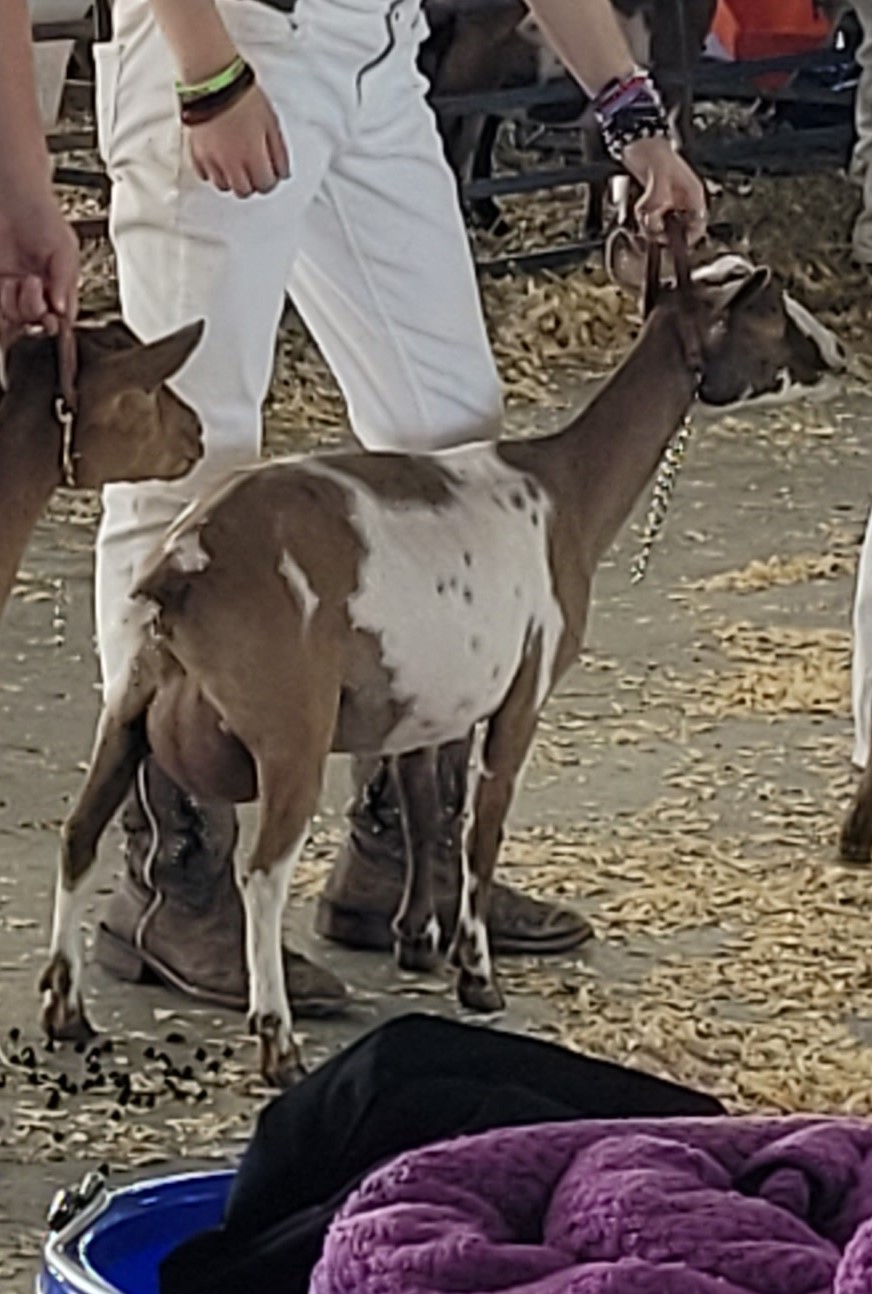 brown and white goat being led by a girl dressed in white shirt and pants during a goat show