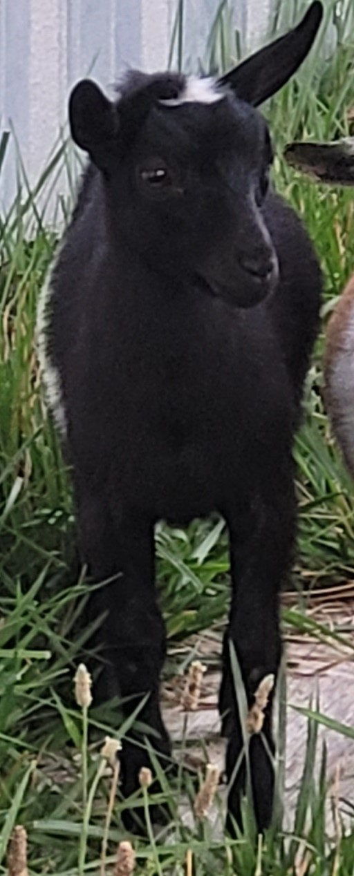 a small black goat with a couple white spots
