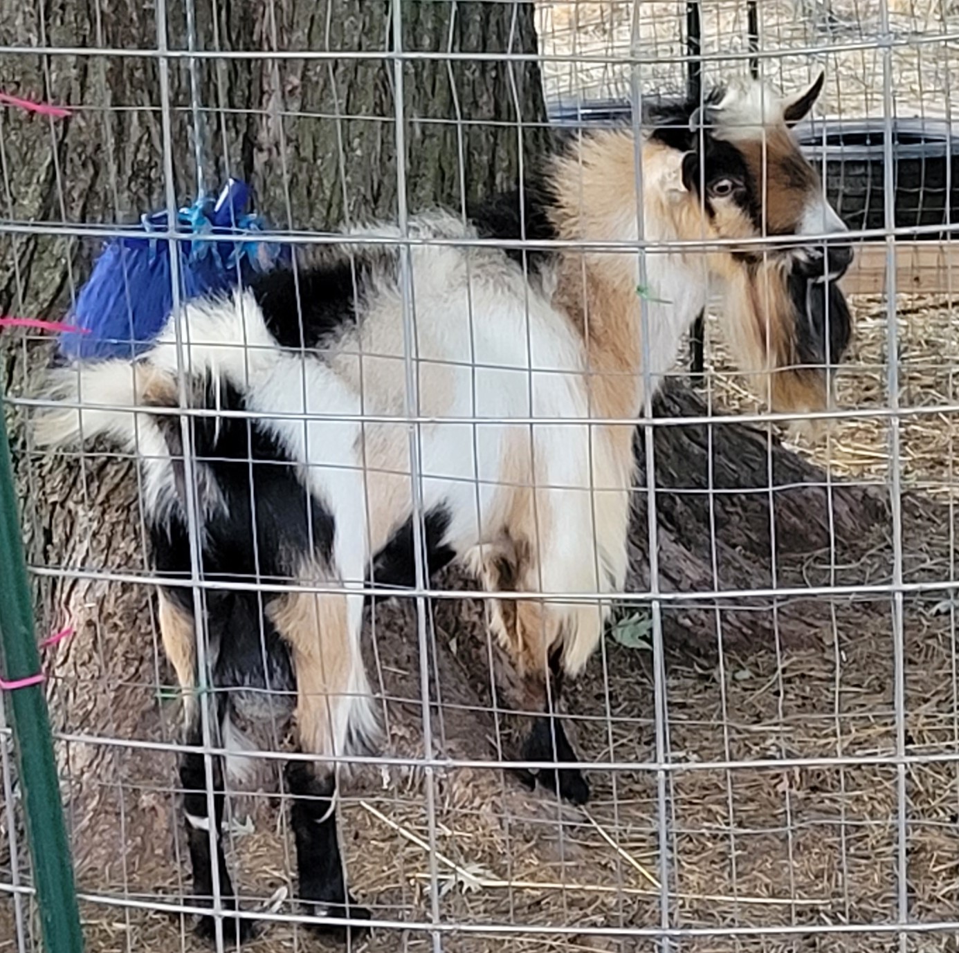 A goat standing next to a tree behind a fence