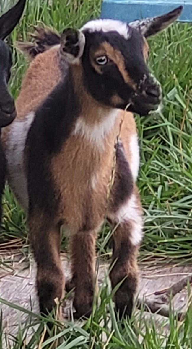 small brown goat with black and white patches