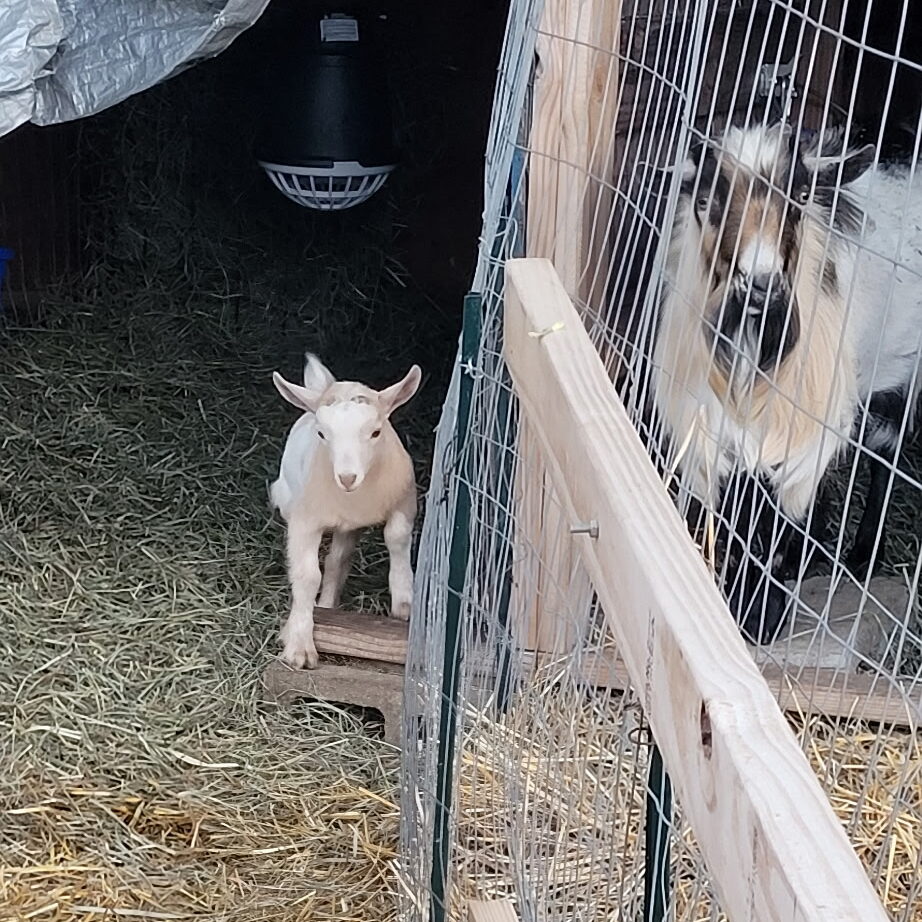 a small tan and white goat standing on one side of a fence, on the other side of the fence is a bigger goat that is black, tan and white.