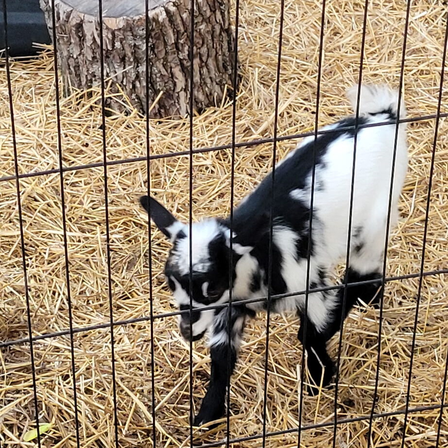 a small black and white goat with spots