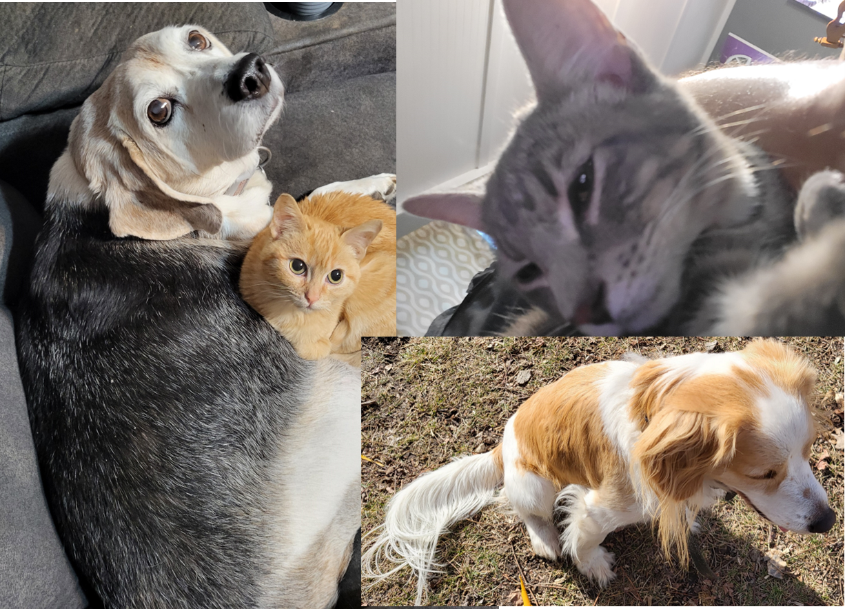 a collage of pet pictures on the left a orange cat is snuggling with an older beagle dog, top right is a gray cat, and bottom right is a tan and white cocker spaniel mix dog
