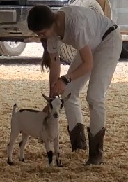 a girl wearing a white shirt and white pants leading a small white goat in a show ring