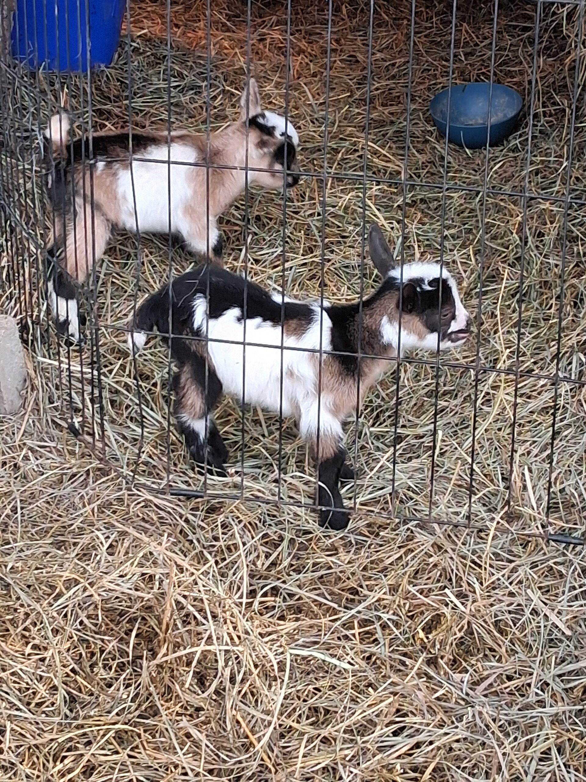 two newborn goat kids with a mix of colors for fur, white, brown and black, standing next to each other behind a fence.