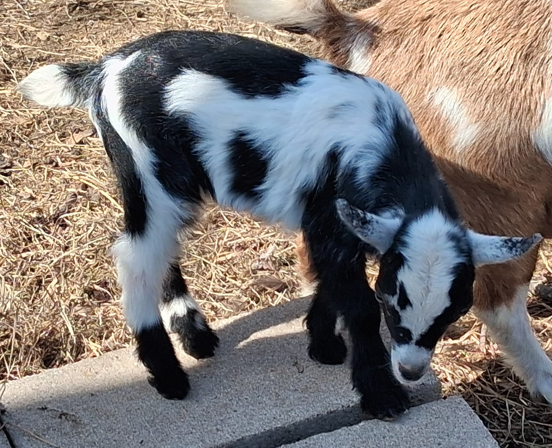 Small black and white goat doe kid standing on a concrete block