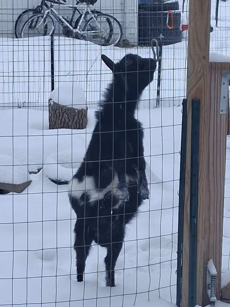 black and white goat using front hooves to stand on fence, wintery scene of fresh fallen snow